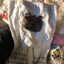 Girl underwear set (socks, briefs, vests and a pair of tights) Image 2