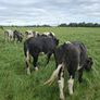 B.B  Heifers Edenderry Mart 19th September Image 6