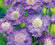 (S) Caucasion Scabious Blue seeds (603428)