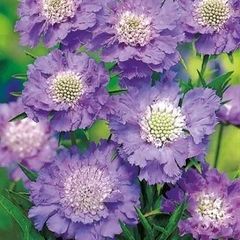 (S) Caucasion Scabious Blue seeds (603428)
