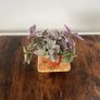 tradescantia house plant Image 3