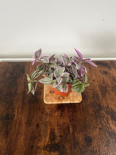 tradescantia house plant