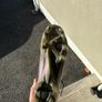 football boots Image 3