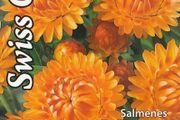 (S) Strawflower Swiss Giant seeds 0.3g (approx. 400 seeds) (415663)
