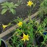 Mixed Day Lillies Image 3