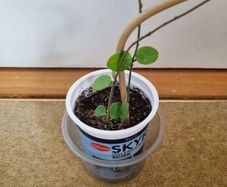 Hoya Mathilde on trellis