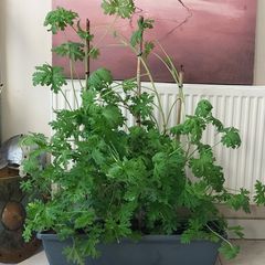 A massive mature scented Pelargonium