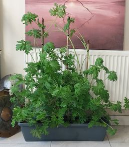 A massive mature scented Pelargonium
