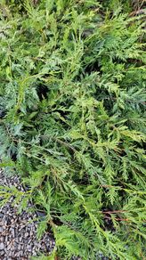 Leylandii Hedging TWO euros