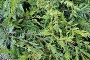Leylandii Hedging TWO euros