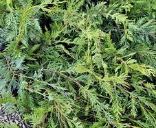 Leylandii Hedging TWO euros