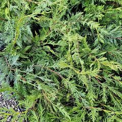 Leylandii Hedging TWO euros