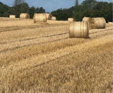 Rye straw