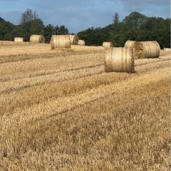 Rye straw