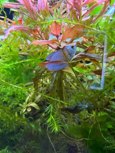 Freshwater Fish