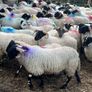 80 super cross bred ram lambs Image 6