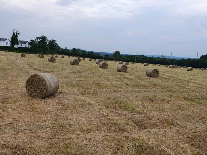 Hay