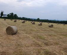 Hay