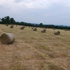 Hay