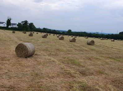 Hay