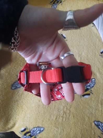 small bandana dog collar