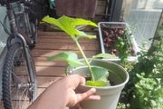 plants