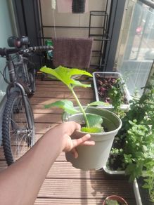 plants
