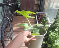 plants
