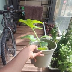plants