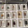 Insects BUGS in resin Image 7