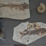 Fossilized prehistoric fish and ammonites. In display frame. Image 2