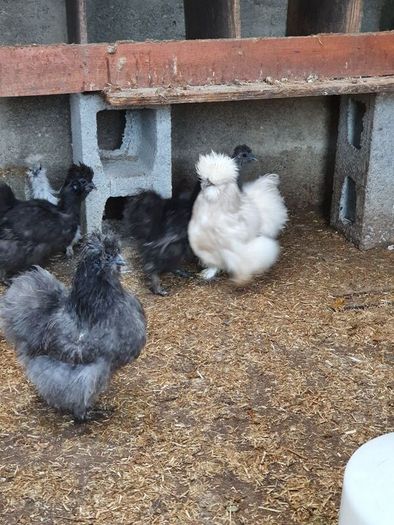 Usa Silkie Chicks And Fertile Eggs