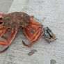 Handcrafted Crab Snare Trap Image 6