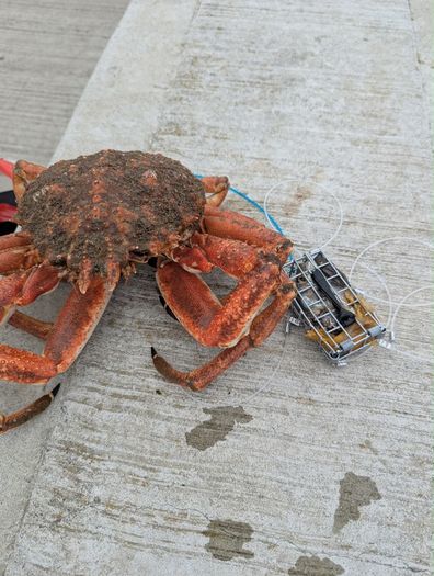 Handcrafted Crab Snare Trap