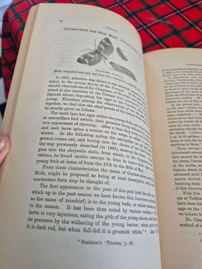 Injurious insects by Ormerod 16th report original Antique book