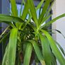 Yucca elephantipes Image 2