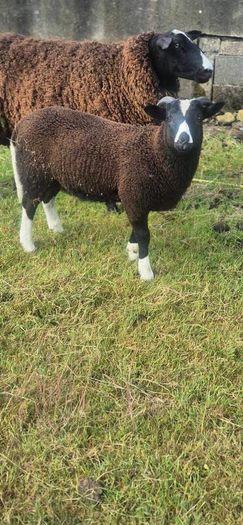 zwartable x jacob lambs