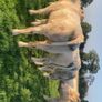 Charolais heifers Image 8
