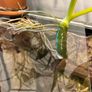 Philodendron Warscewiczii Aurea Flavum Image 4