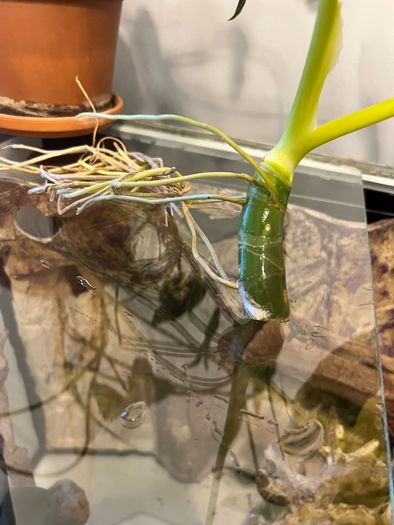 Philodendron Warscewiczii Aurea Flavum