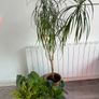 7 plants for 35 Image 2