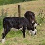 Hereford heifer calves Image 2
