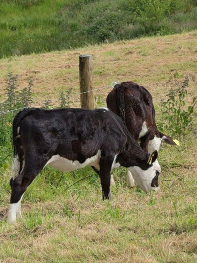 Hereford heifer calves