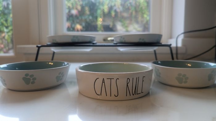 Cat Feeding Station