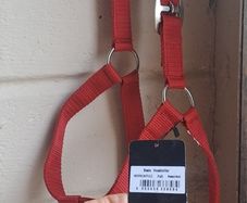 equestrian