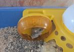 hamster