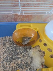 hamster