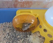 hamster