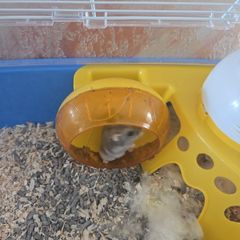 hamster