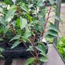 Portuguese Laurel Image 2